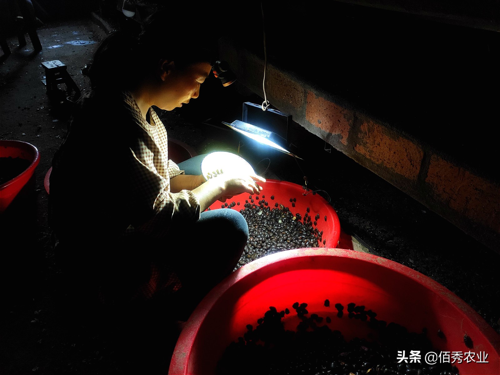 农村大姐放弃打工,农村大姐搞养殖