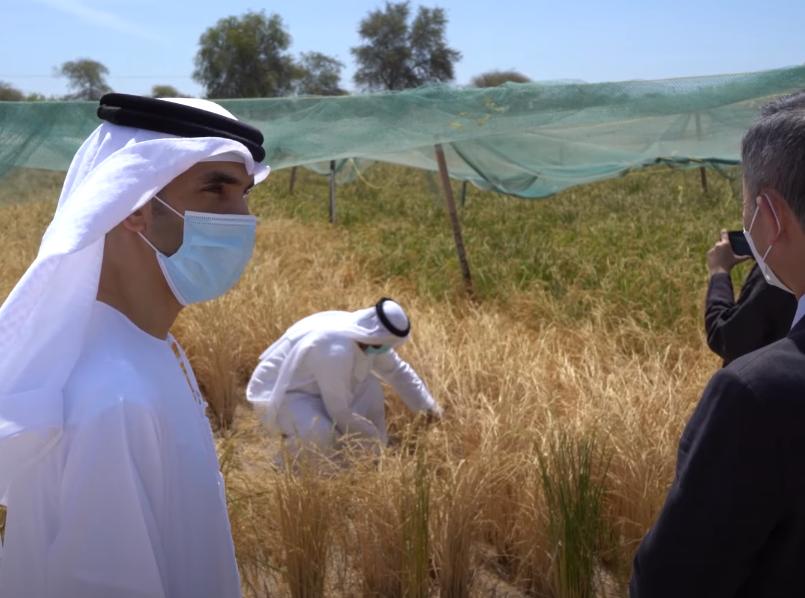 袁隆平在迪拜种水稻,袁隆平团队迪拜沙漠海水稻