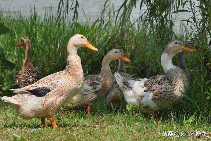 浙江菜笋干老鸭汤,好吃的笋干老鸭煲