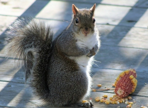 小松鼠饲养日常,新手如何饲养小松鼠