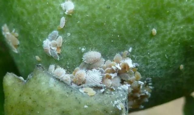 树上生蚧壳虫怎么去除,多肉上蚧壳虫怎样彻底消灭