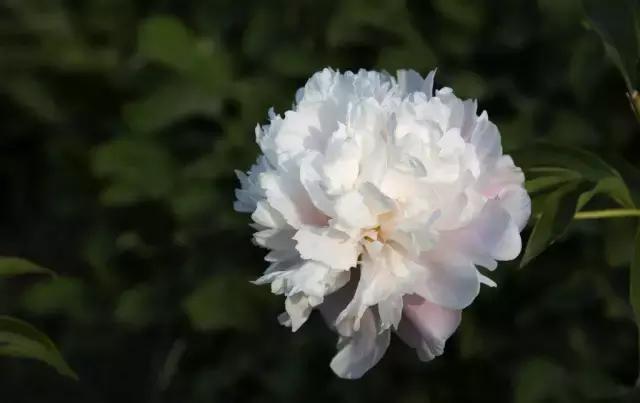 一次性摘各种各样的水果,一次性种很多草莓会怎么样