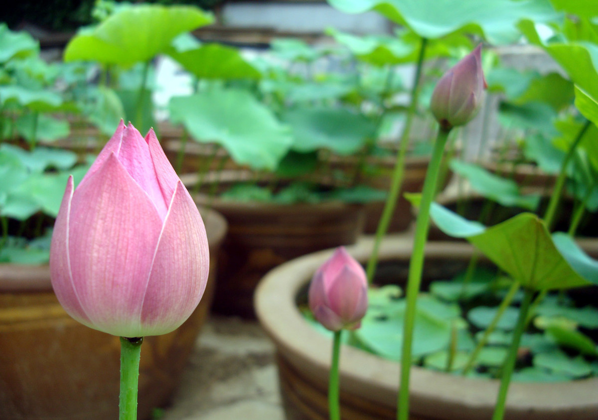 水缸种莲藕需要换水吗,莲藕怎么种在水缸里