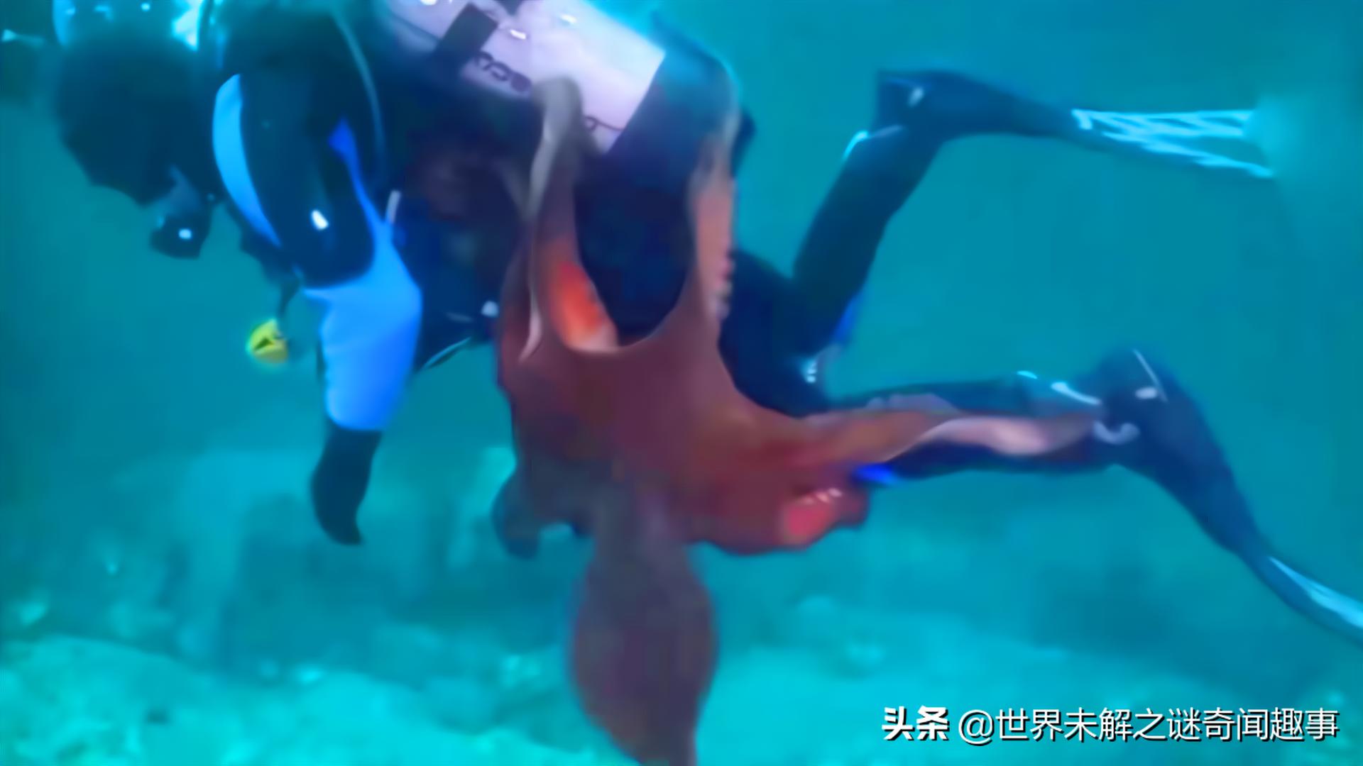 动物智商未来能超越人类吗,如果动物智商超过了人类会怎么样