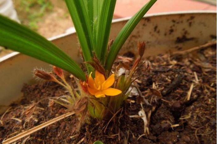 农村四季常青的野草,最值钱的野草排行榜