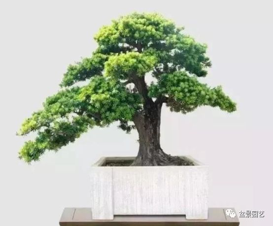 48种绝世盆景,绝世惊艳之作