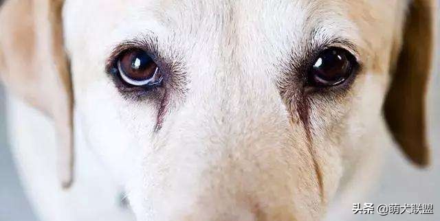 狗狗如何有效去除泪痕,狗狗泪痕好了还需要吃泪痕液吗