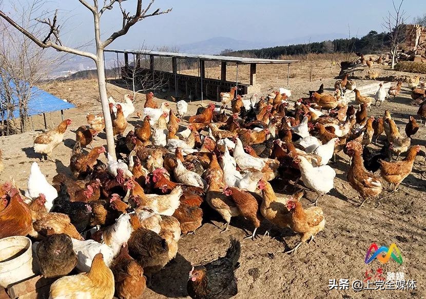 荒山林下养鸡真实案例,农村山坡笼养鸡的养殖方法
