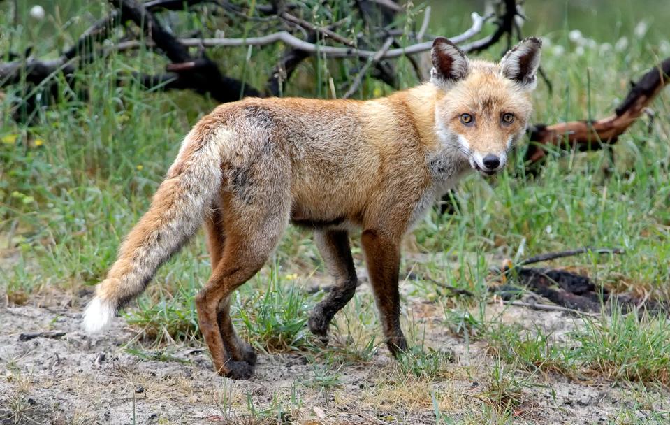 澳洲兔子为什么不用猞猁,澳大利亚兔子成灾为何不引入狼