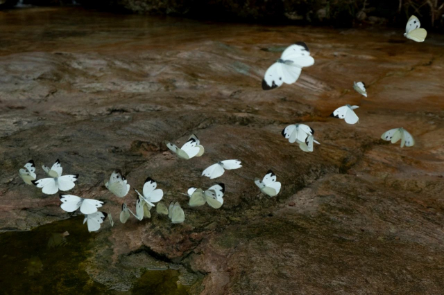 奥林巴斯摄影圈,奥林巴斯相机业务被谁收购