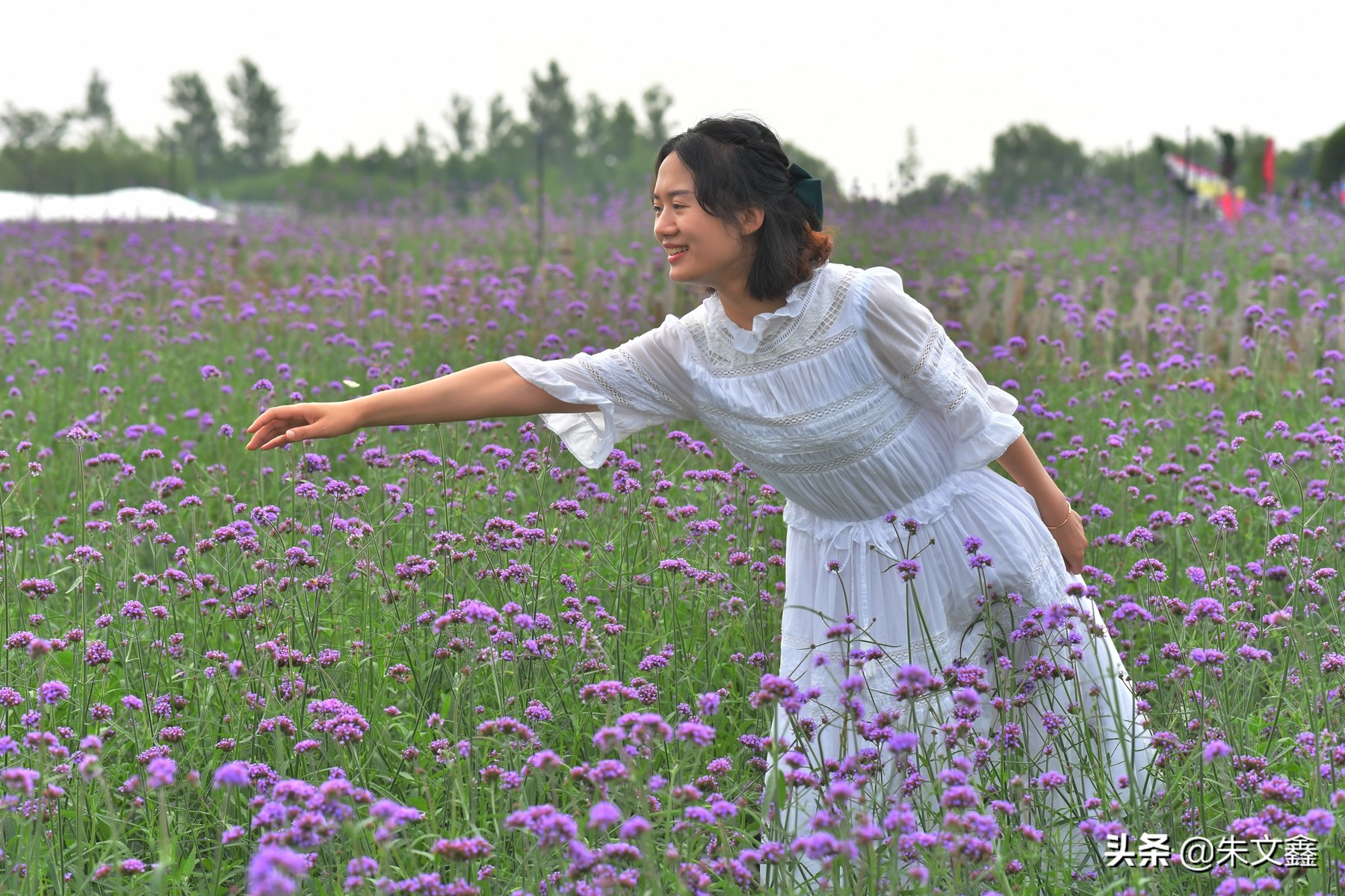 大丰荷兰花海郁金香开了没有,荷兰花海现在有郁金香吗