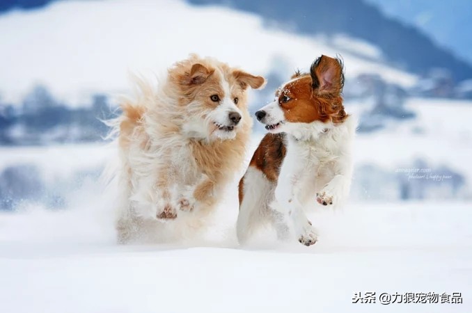 鍏荤嫍瑕佸仛鍒板畾鏈熼┍铏嫍鐙楁墠鍋ュ悍,鍏荤嫍鏃跺簲璇ュ浣曟墦棰勯槻閽堝拰椹辫櫕