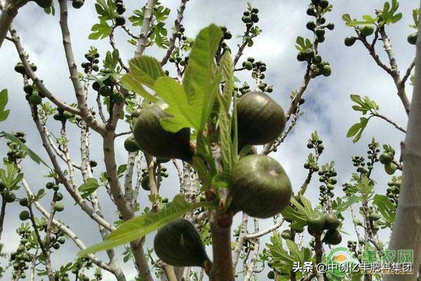 大棚种植无花果什么品种最好,陕西适合种植什么品种无花果
