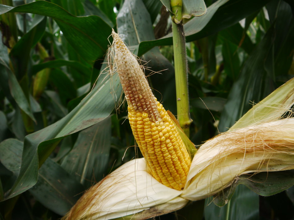 玉米严重缺苗怎么补救,玉米缺肥就出穗怎么补救