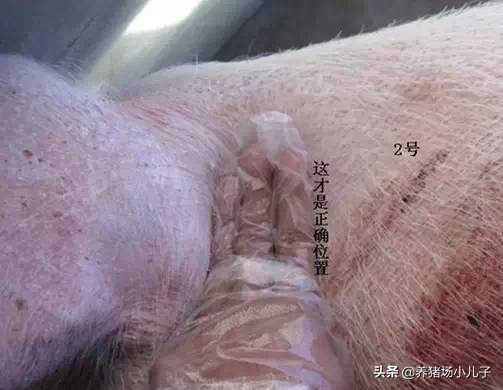 给猪打针打的鼓包了怎么办,给猪打针的时候应激了怎么办