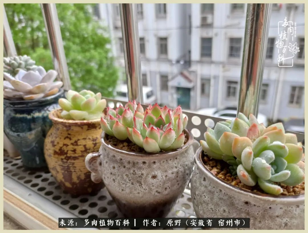 梅雨袭,酷暑至,多肉进入历劫季