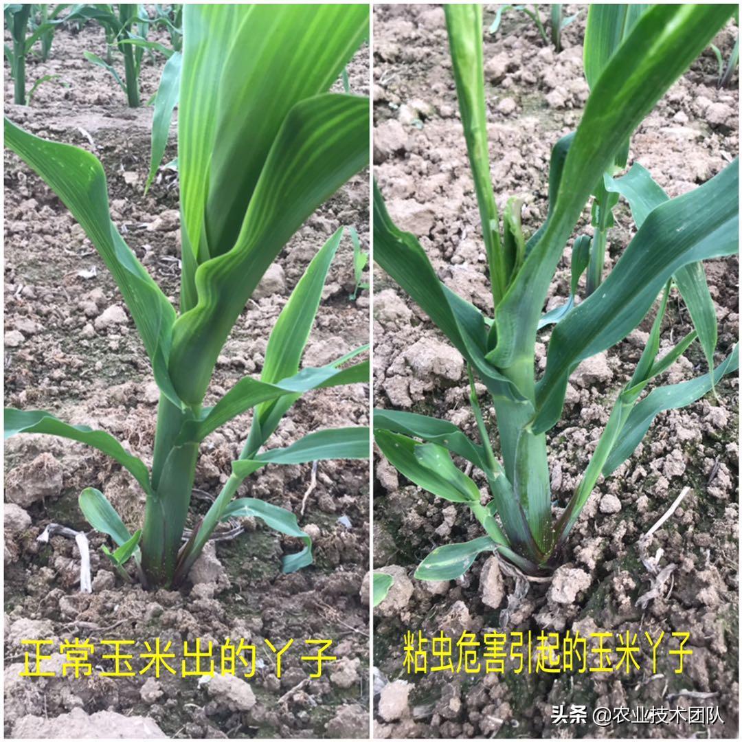 玉米种子的成苗率,玉米苗出了一地