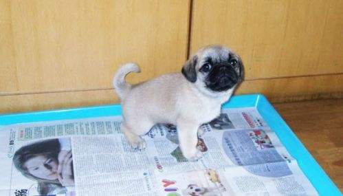 狗狗在家乱尿怎么控制,怎么解决狗狗在家乱拉乱尿的问题