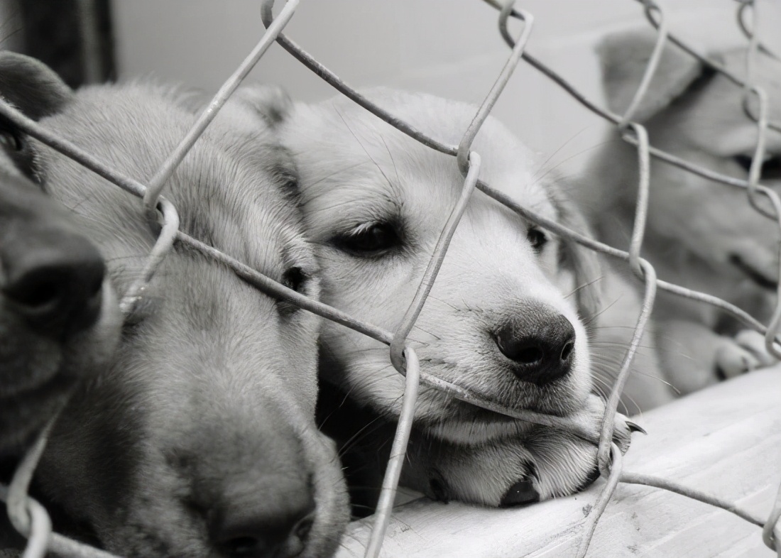 如何防止宠物的隐形杀手,七种预防宠物疾病的小方法