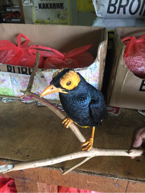 广州鸟市3800元的八哥,国外八哥鸟