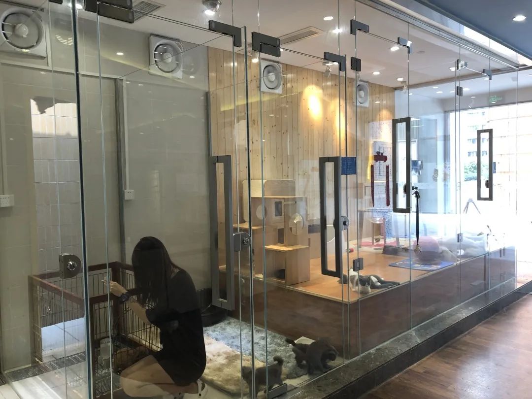 欢迎同行入内，这是一家为宠物店而开的宠物