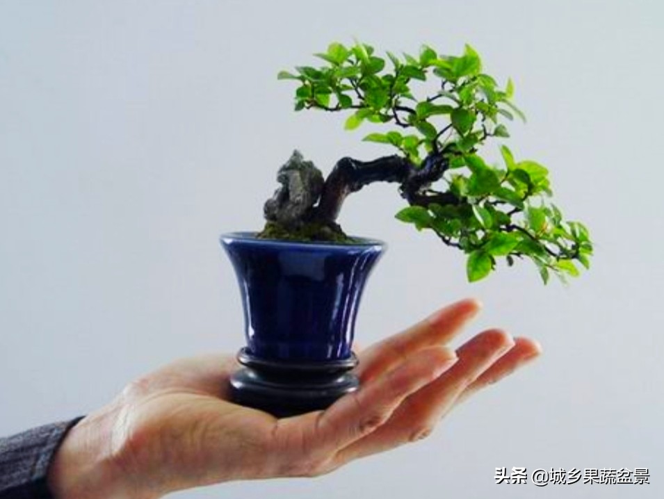 三十多年经验教你制作掌上树桩盆景，形态小巧，造型玲珑别致