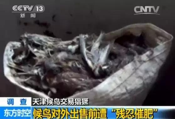 从禾花雀到云雀,又一种鸟快被中国人吃绝种了!