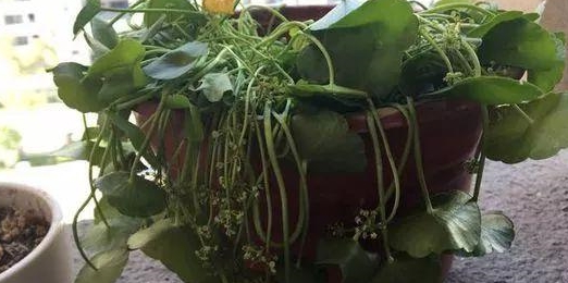 如何挽救干枯的花卉,如何拯救蔫掉的花