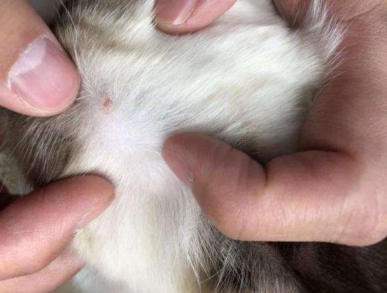 猫咪体外驱虫药用什么牌好,猫咪体外驱虫什么药比较好