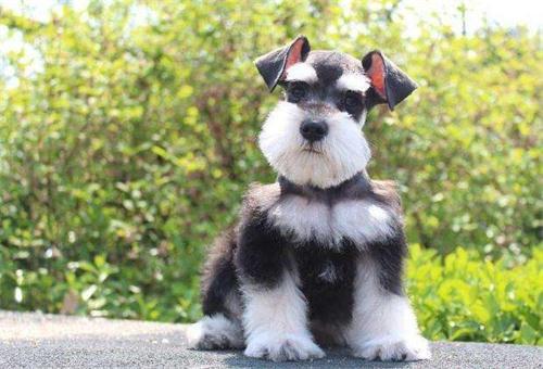 养狗“首选”这6种犬种，不仅忠诚，还好养