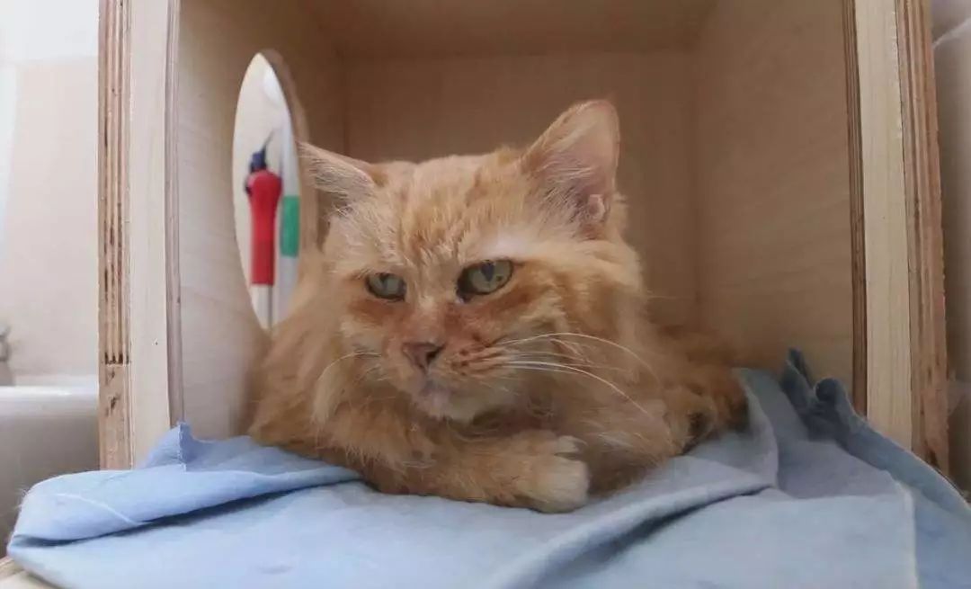 猫咪老去不可逆，想让爱猫陪伴更长久，五点衰老征兆需提早留意！