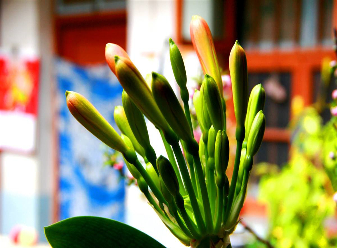 看看君子兰的浇水秘籍,给君子兰浇水牢记这5看