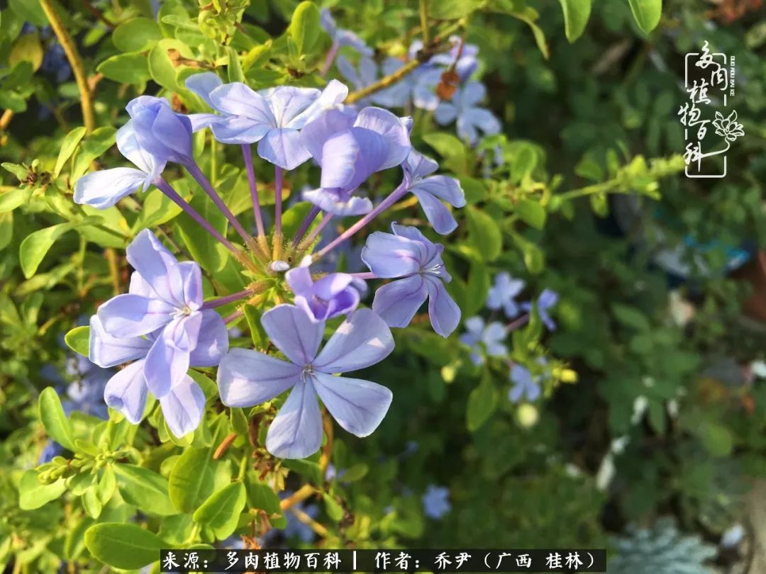 听到秋天的声音,听到了秋天的声音