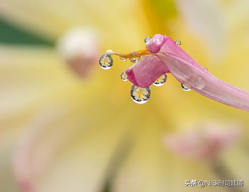 微距拍摄滑轨推荐,微距拍照最强的千元机实测