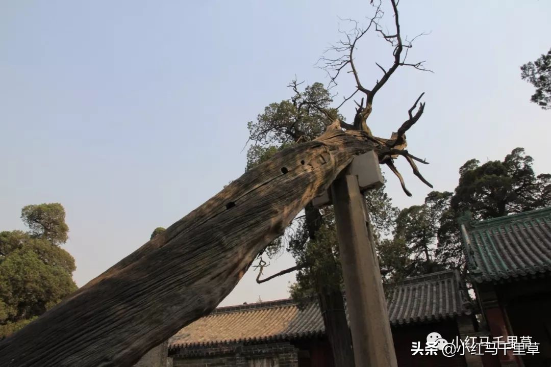 曲阜孔府孔庙孔林历史背景,曲阜孔府孔庙孔林一游