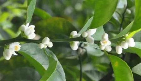 如何提高柑橘坐果率的几种方法,柑橘不坐果原因及解决措施