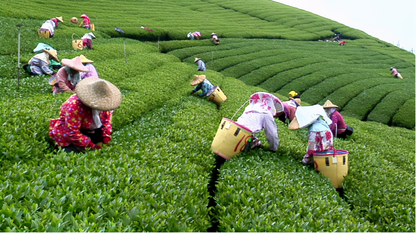 清朝徽商,当年的徽商到底有多富