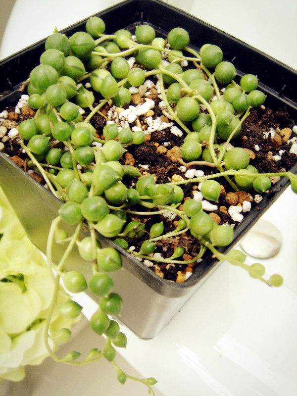 多肉佛珠长藤,多肉佛珠吊兰抗寒吗