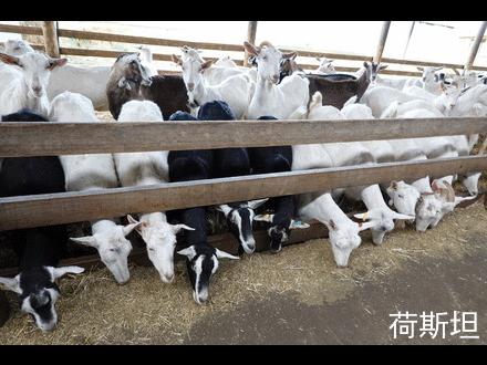 近1000只澳洲“羊妞”乘专机空降太原2018年已连续引进三批次