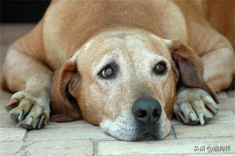 狗狗便臭吃什么好得快,狗狗便臭怎么办