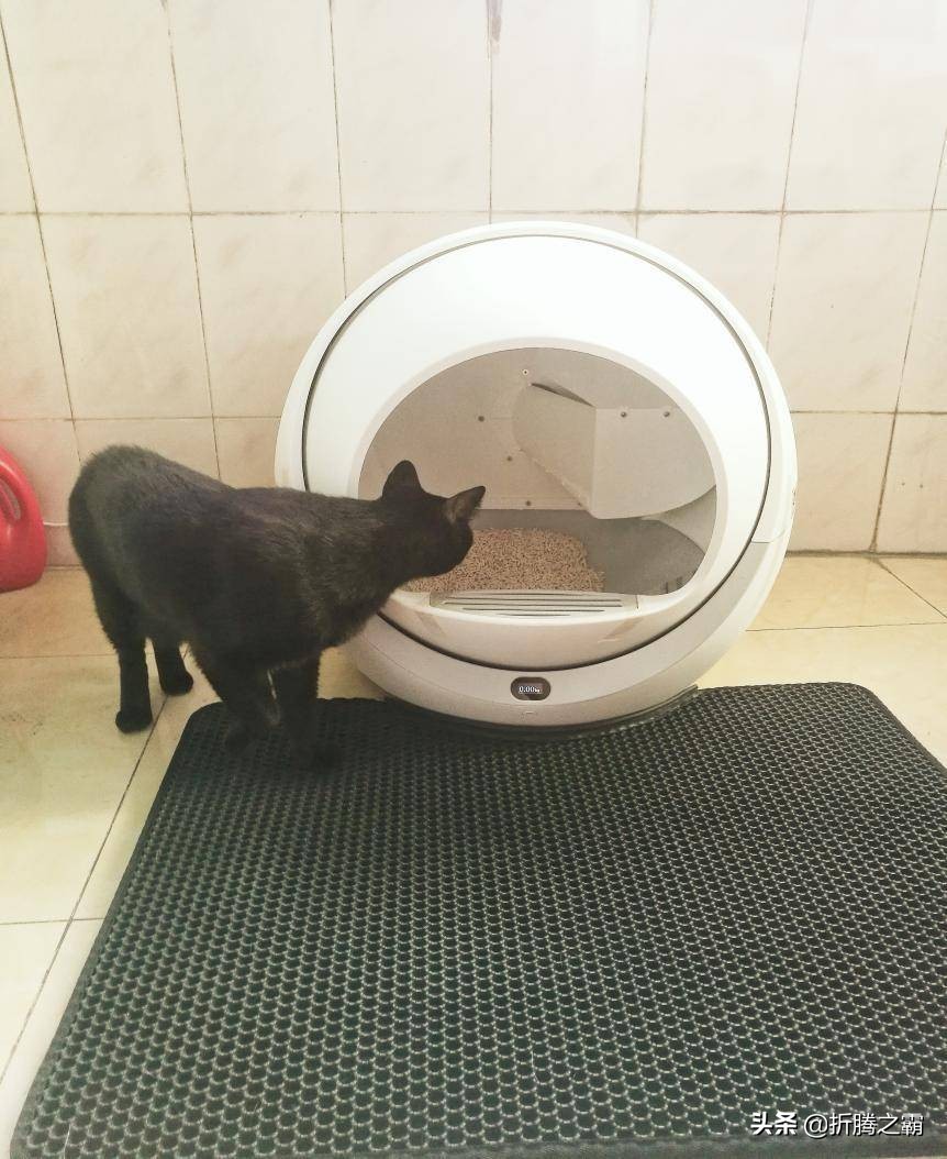 猫有必要买全自动猫砂盆吗,猫自动猫砂盆有必要买吗