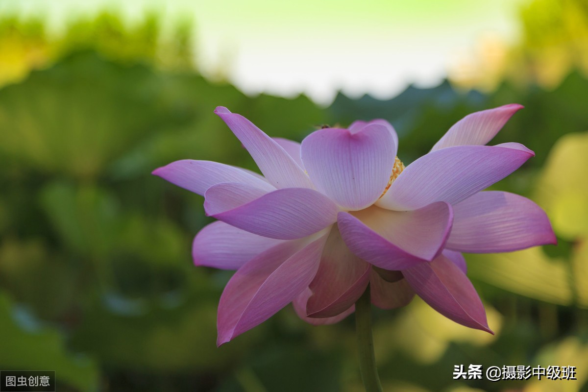 教你拍荷花的4个意境,怎么拍荷花拍照姿势大全