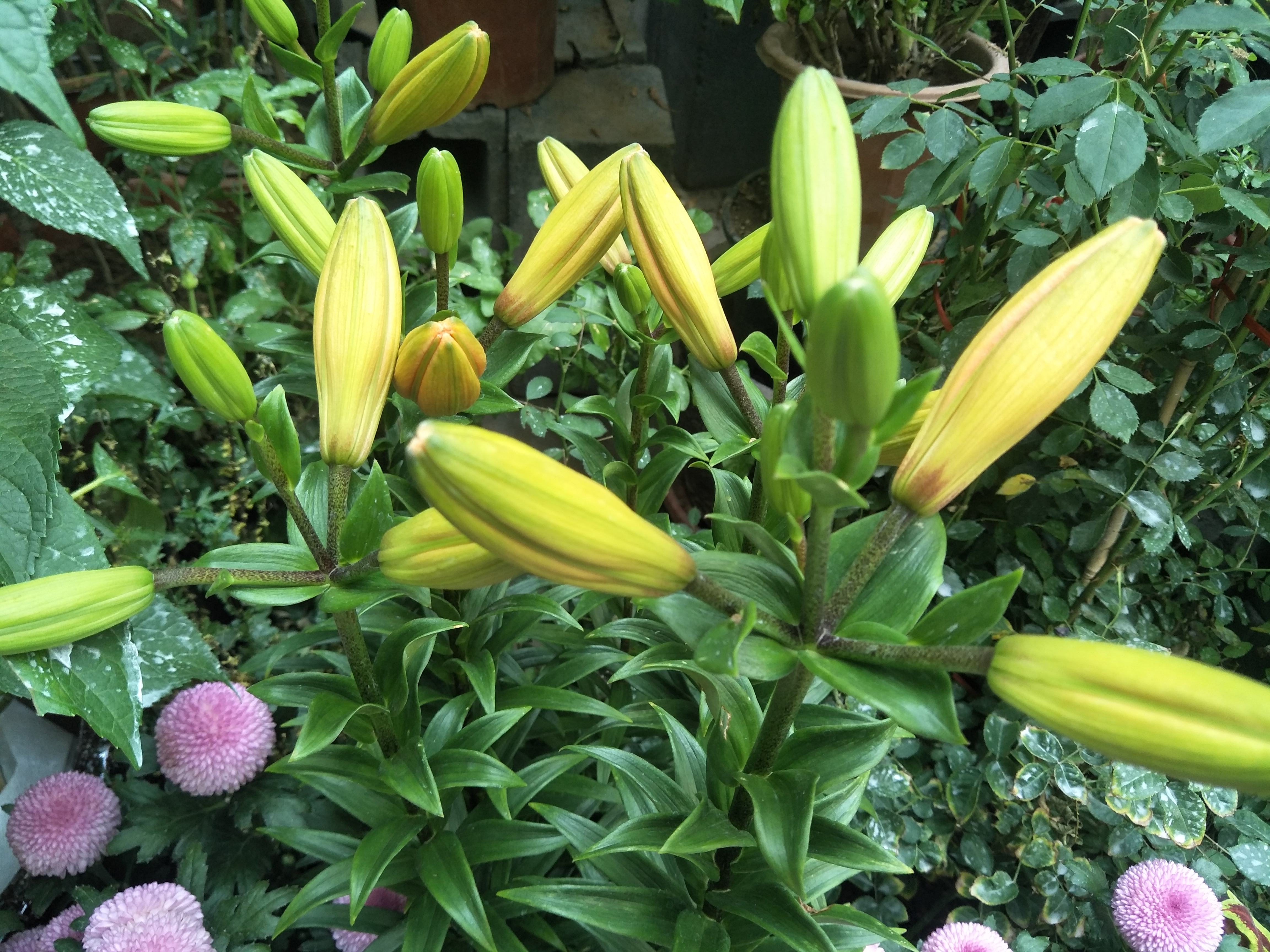 盆栽的百合怎么养最好,盆栽百合的养殖方法有哪些