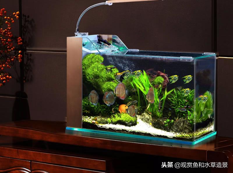 什么尺寸的鱼缸最适合新手？