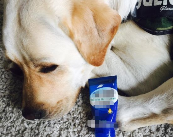 辟谣，铲屎官护手霜却是狗狗“毒药”？请避免爱犬接触木糖醇制品