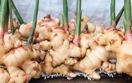 生姜盆栽非常简单也非常容易活,冬季家庭生姜盆栽种植方法