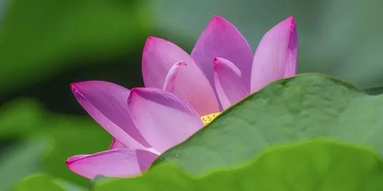 夏季最美荷花在哪里,山东最漂亮的荷花