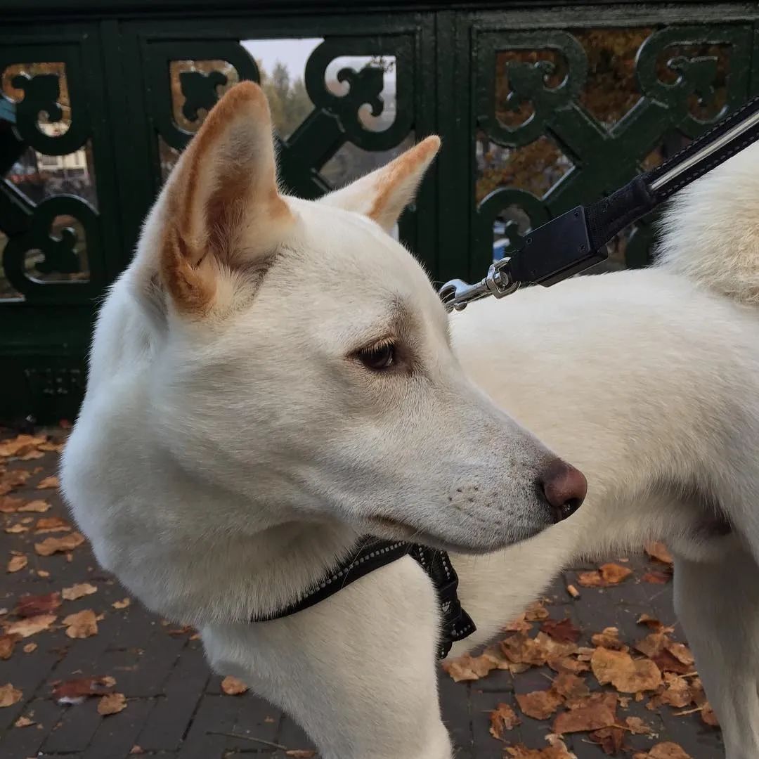 邻居路过家门口狗狗就叫怎么训练,狗听见敲门门铃就叫训练方法