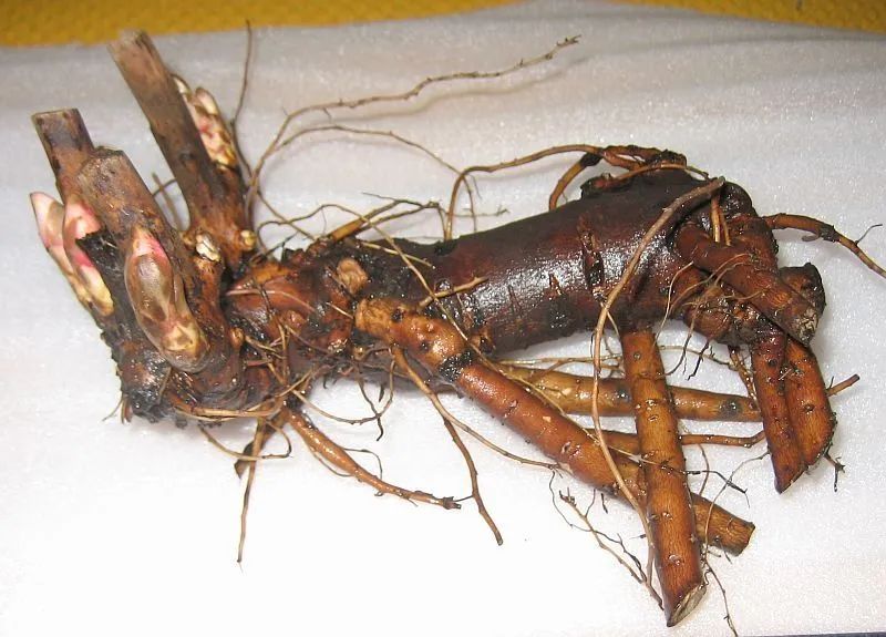 想种花卉怎么种,想要种植花卉大棚怎么入手