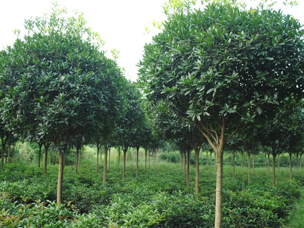 陶长柏：沙土地种出摇钱树，年收益七千万元，带领农户收获财富